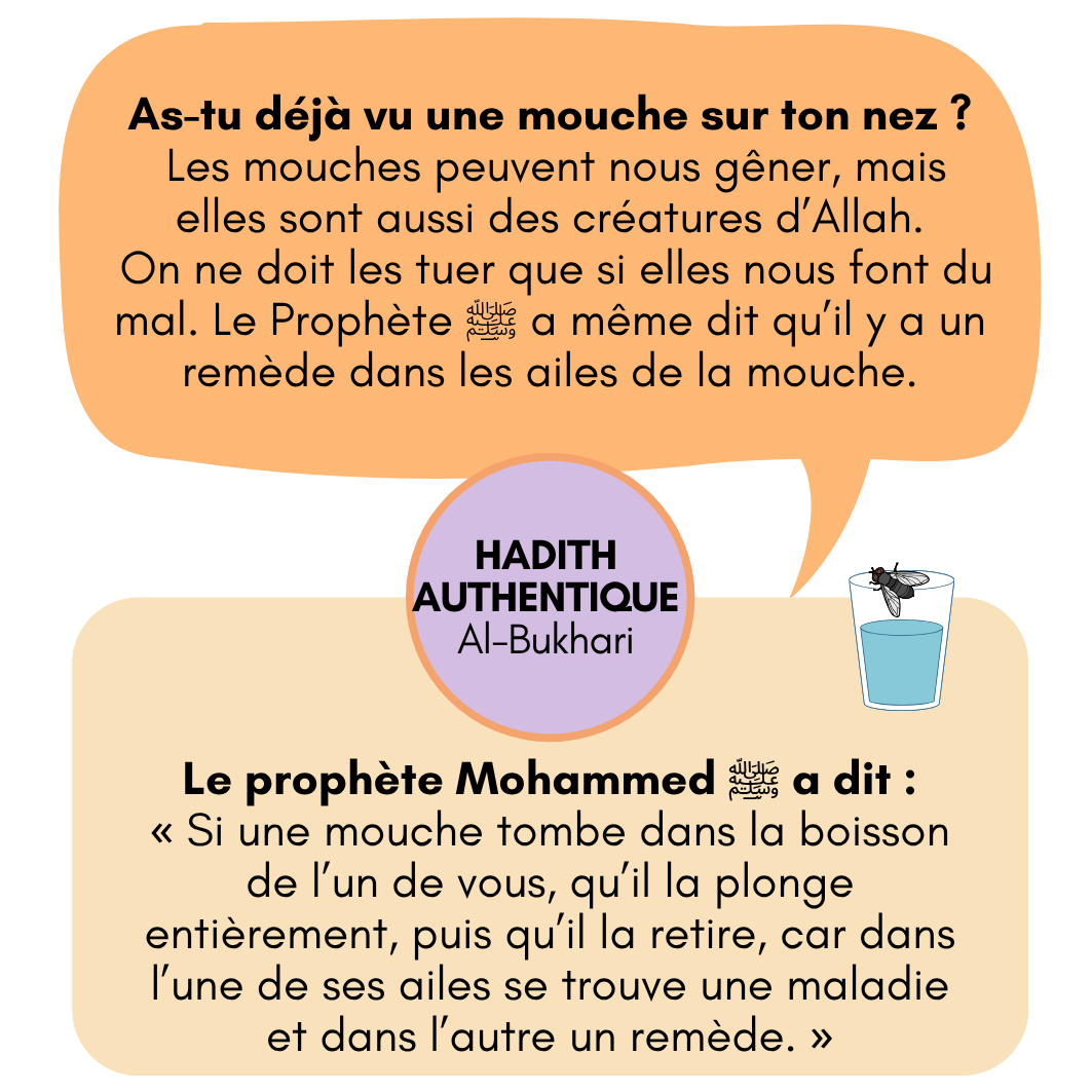 la mouche en islam